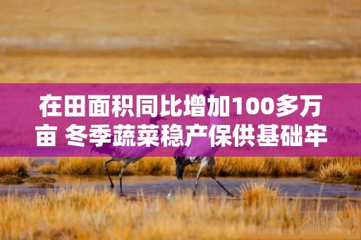 在田面积同比增加100多万亩 冬季蔬菜稳产保供基础牢固