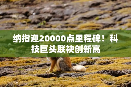 纳指迎20000点里程碑！科技巨头联袂创新高