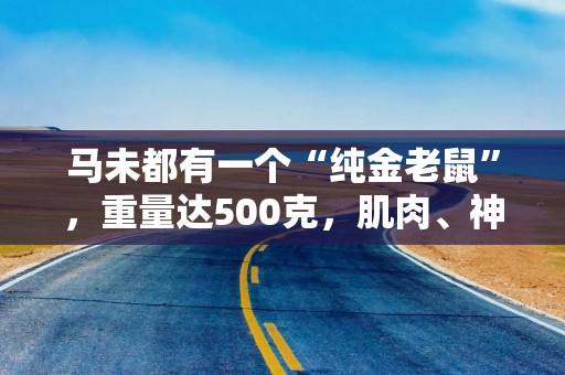 马未都有一个“纯金老鼠”，重量达500克，肌肉、神态栩栩如生