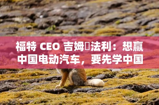 福特 CEO 吉姆・法利：想赢中国电动汽车，要先学中国技术