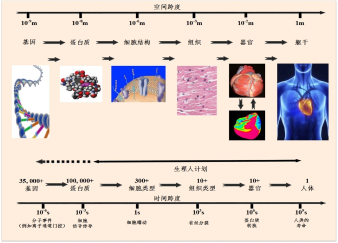 中国自研“数字心脏”：仿真速度提升180倍