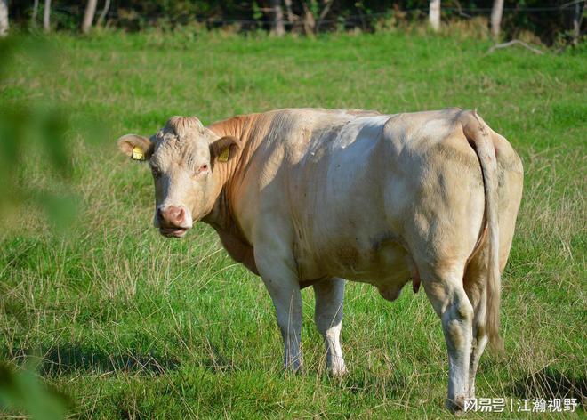 1斤牛肉不到30元，让你吃到爽的牛肉是怎么来的？